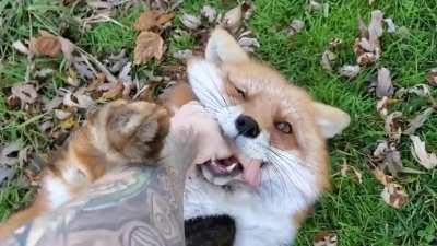 Fox laughs will brighten your day