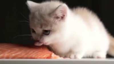 Kitten ULTRAEAT salmon with ULTRAKILL music