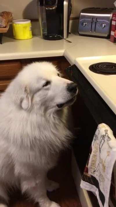 My good boy not begging, he’s just hoping really hard.