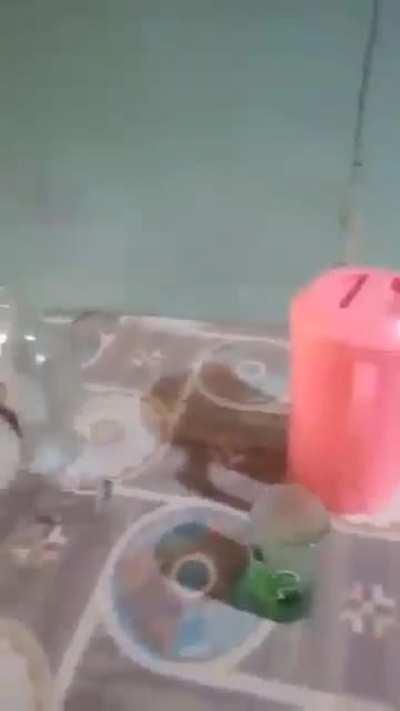 Blursed_Drunked pigeon