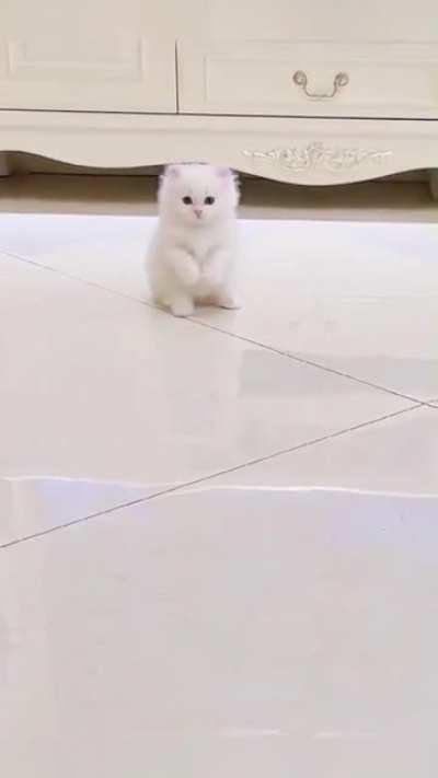 L'il white floof