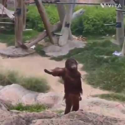 Come on human throw that apple