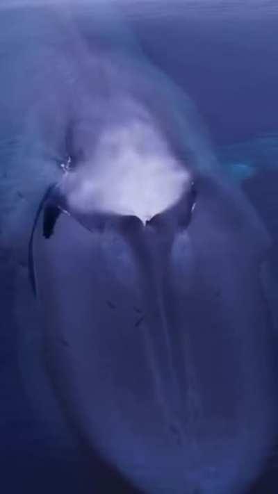 🔥 Blue whale coming up for air 🔥