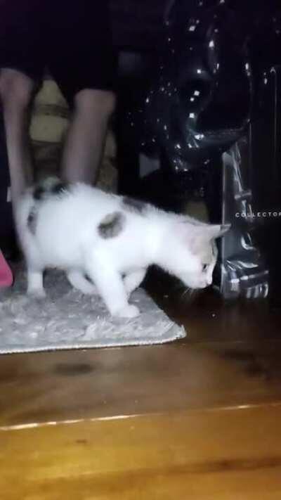 Meet Archie.. he has nerves of steel. Believe it or not this has been his favorite toy for three weeks.