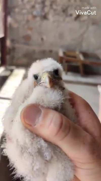 This mean person casually removes a baby bird from their nest and put them on the ground.