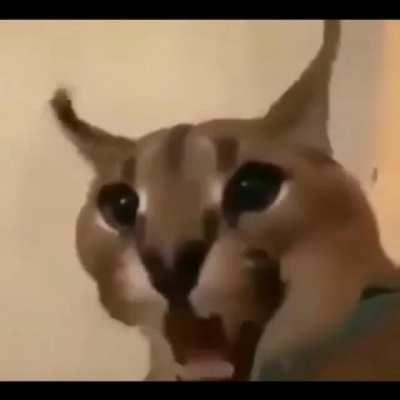 Floppa seni Namaza çağırıyor açıcakmısın?