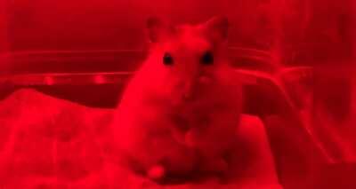 When you hear the treats.