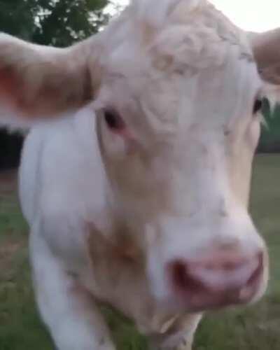 What a beautiful cow 🥰