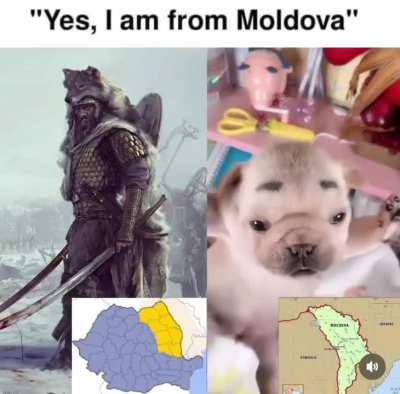 What do the moldy vans think of this? (All 3 of you)