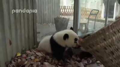Pandas just being pandas while a zookeeper desperately tries to rake leaves