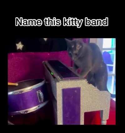 The sound of meowsic 