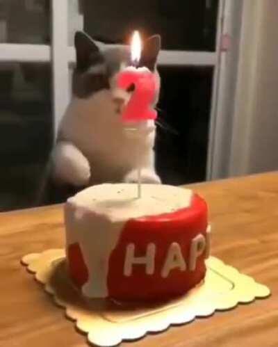 My kitty completed 2 year today