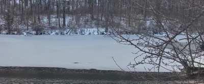 Short clip of a Swan flying