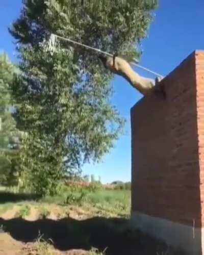 Jordan of Malinoises