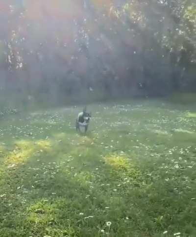 dog finds happiness of his life