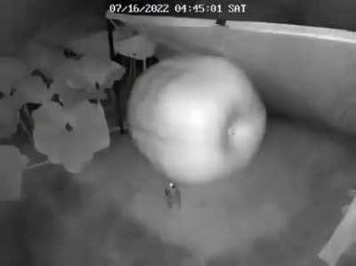 🔥 Time lapse of a huge 700lb pumpkin growing 🎃