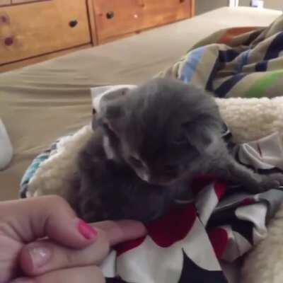 Practicing that kitten low-five