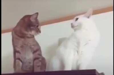 Love at first sight?