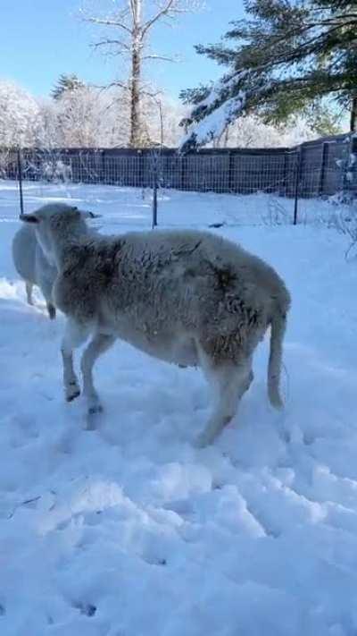Simon + Garfunkel update: these young sheep friends absolutely love playing in the snow🥲 (Woodstock Farm Sanctuary)