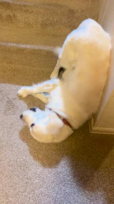 Pupper chases tail with limited success