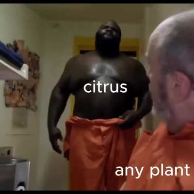 citrus be like
