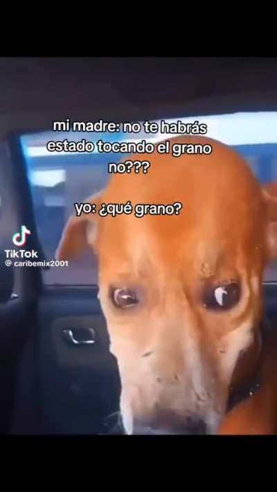 Perro salchicha