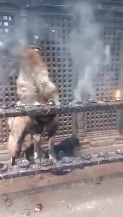 A goat enjoying the act of inhaling smoke and then exhaling it: