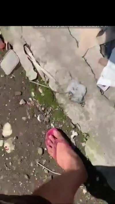 Trying to pet a wild Gharial; what could go wrong?