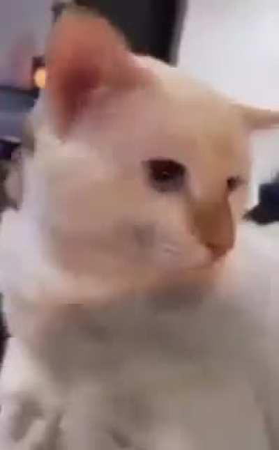 Dr. Meow go brrrr, oioioioioi