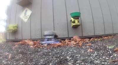 Thanksgiving Dinner skirmish