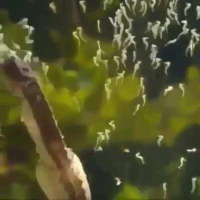 Male seahorse giving birth