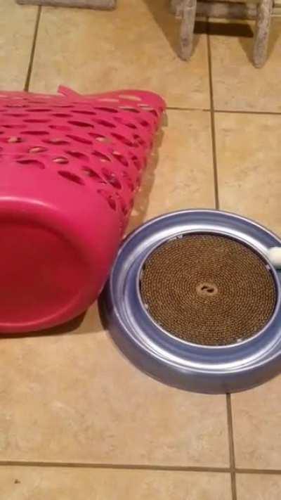 She's been a little bored of late.