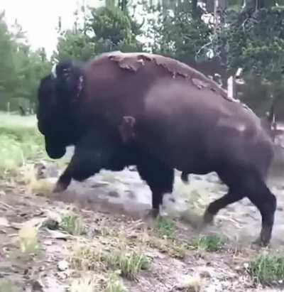 Don't worry, the adults are ok