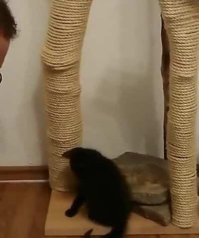 Teaching a kitten how to use a scratching post