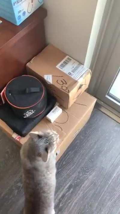 Amelia’s back with the chirp fest