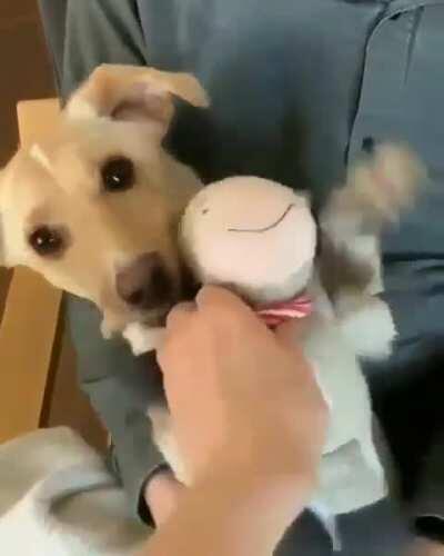 Pupper loves his blankie