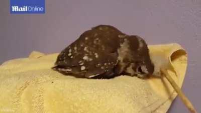 Don't stop! More brushes!