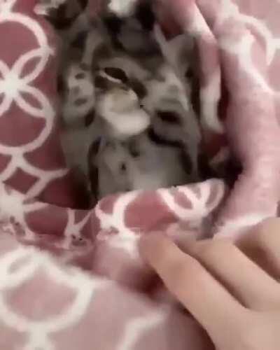 morning for sunshine