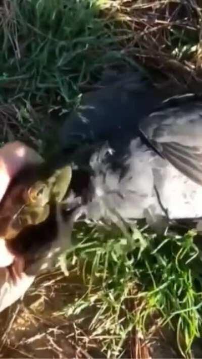 The frogs are on our side. This guy is a tool.