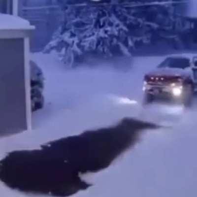 my man went horizontal