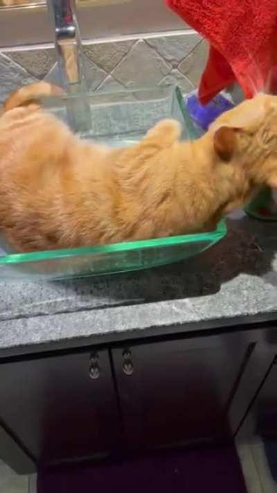 Sound on. Iggy wasn't very careful during his turn with the brain cell.