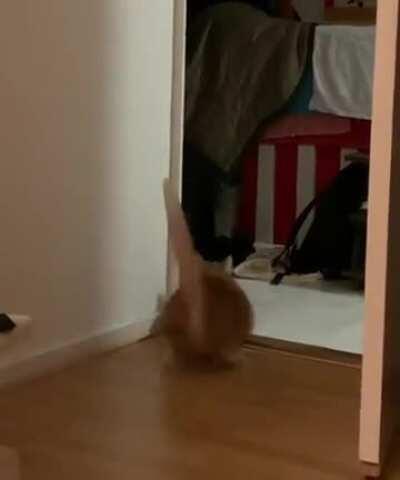 Regarding cats being scared of laser pointers