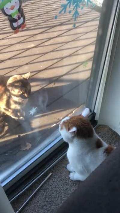 DON’T PET THE KITTY!!