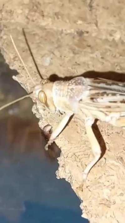 любопытство