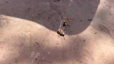 Spider vs. Yellow Jacket.