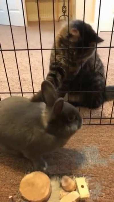 Touch Tha Rabbit