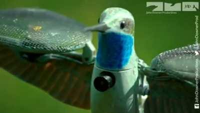 Hummingbird drone camera snapping through the jungles of Mexico