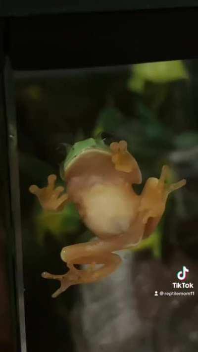 You have been ✨FROGGED✨