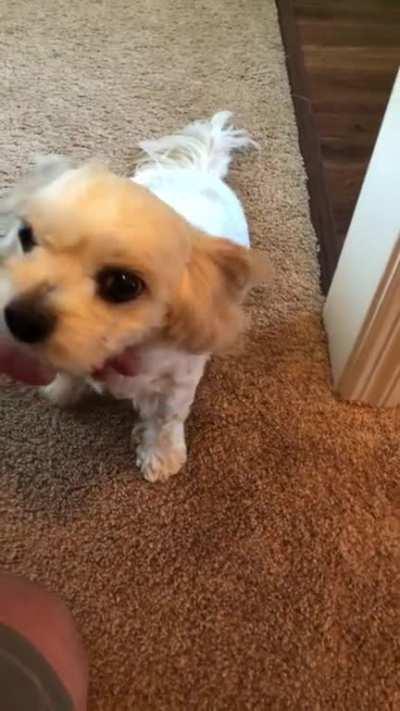 She gets so excited she snorts like a pig