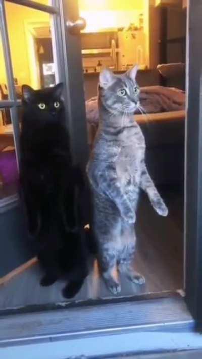 Cat.